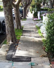 Example - Sidewalk Defect - Tree