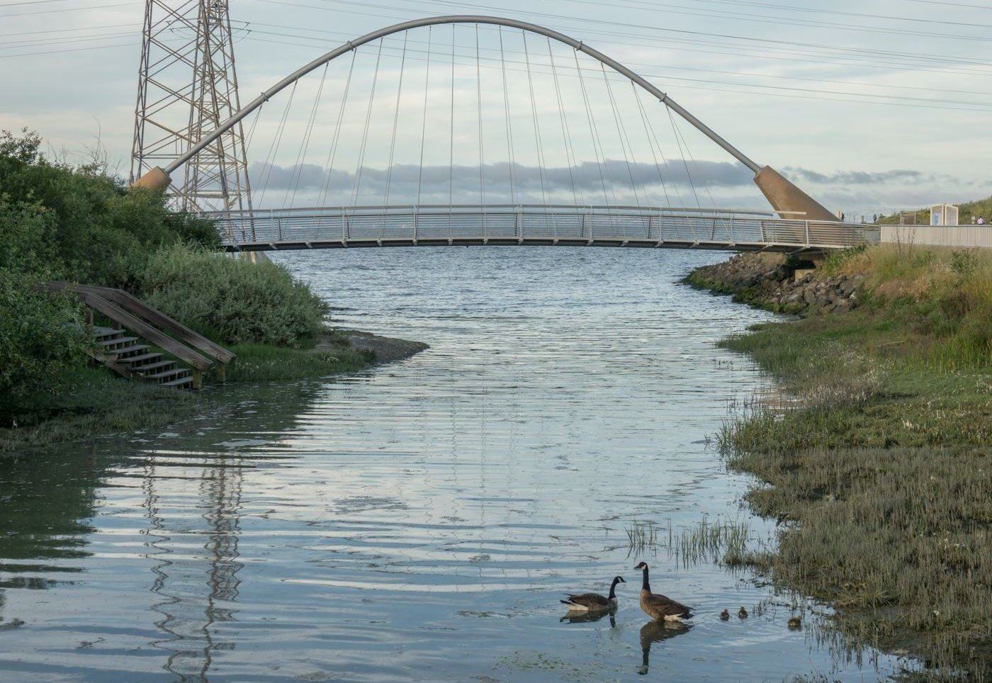 SMParks-SealPoint-2181