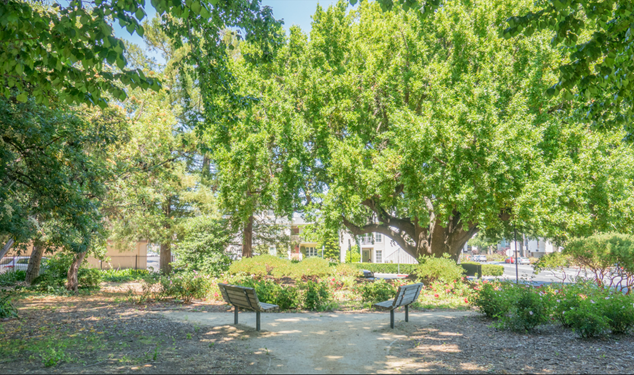 Trees in Central Park