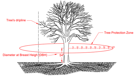 Tree image