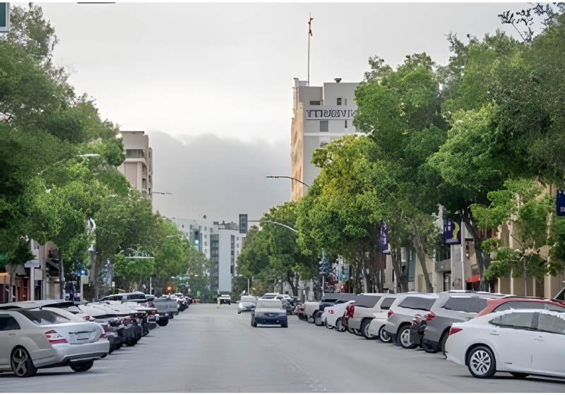 Street Trees in Downtown San Mateo
